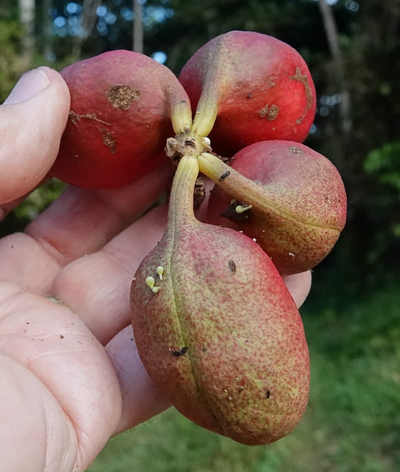 Cola cauliflora, C. Davidson 13947--Gabon. Maurel & Prom rd. Afternoon. 2 Nov. 2018. DSC01682 (232).JPG
