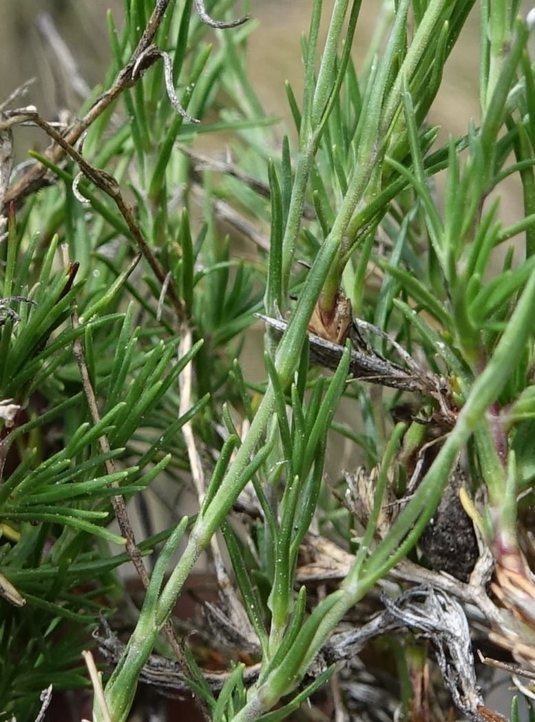 Minuartia laricifolia, Callmander, M 1295-- Switzerland. Hwy 9 to Simplon. Ganterbrucke. 2 Jul 2016. DSC08156 (215).JPG