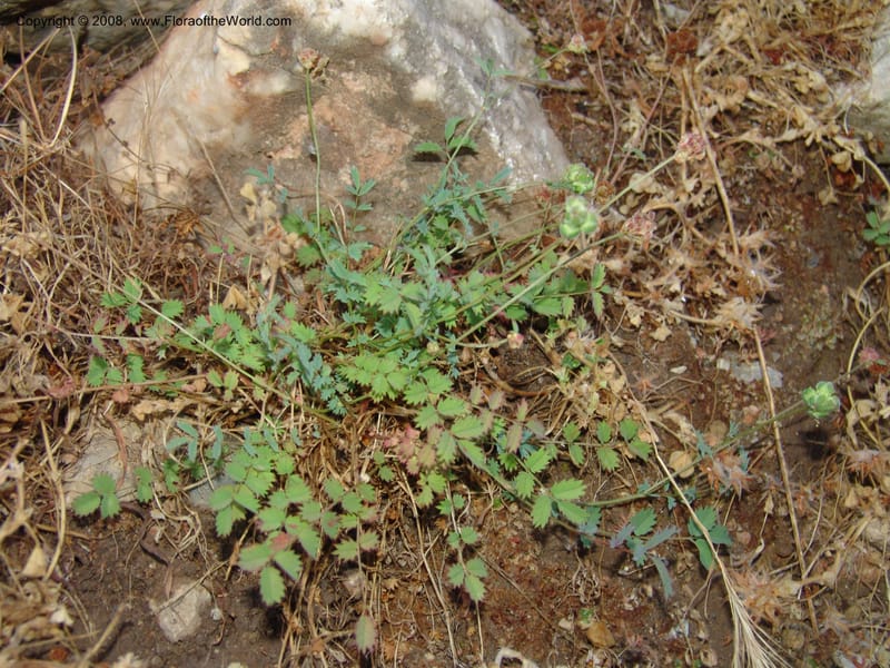Sanguisorba verrucosa--Crete. Phenix trail, W of Loutro. 28 May 05. 039.jpg