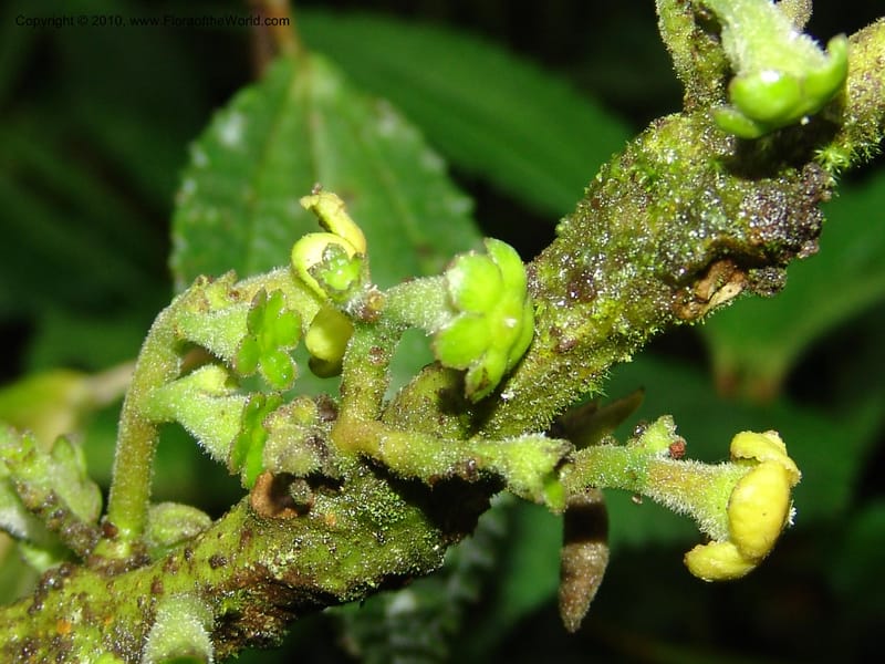 Siparuna aspera, Croat 95735--Ecuador. Maquipucuna Biol. Res. Send. Princip. 11 Mar 06. 260 (16).jpg