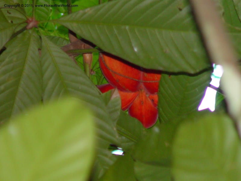 Sterculia mexicana, Perez-Farrera2888--MX. Chiapas. Kolom Jaa's,  Bosq. Tapijulapa. 18 Mch 03. 025.jpg