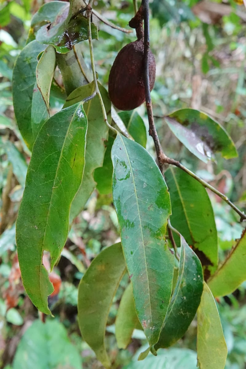 Staudtia gabonensis, C. Davidson 13939--Gabon. Maurel & Prom Oil Rd. 2 Nov. 2018. DSC01376 (272).JPG