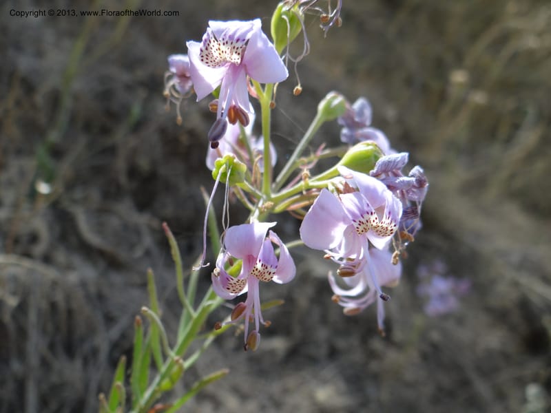 Alstroemeria, WDS 34051--Chile. Pichilemu. 13 Feb 2013. DSC00590 (145).JPG