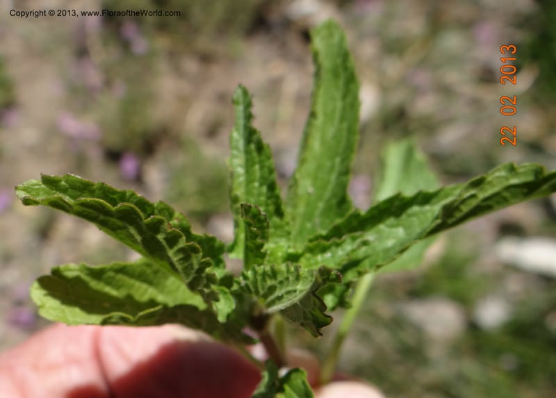 Stachys grandidentata, W. D. Stevens 34186--Chile, La Laguna Maule, 22 Feb 2013 9561 (6).JPG