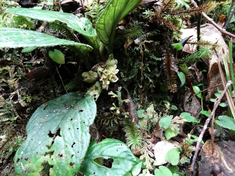 Pentaphragma cyrtandriforme, Davidson, C 12738--Sabah. Mt. Kinabalu. Bundu Tuhan Trail. 11 Oct 2014. DSC04153 (87).JPG