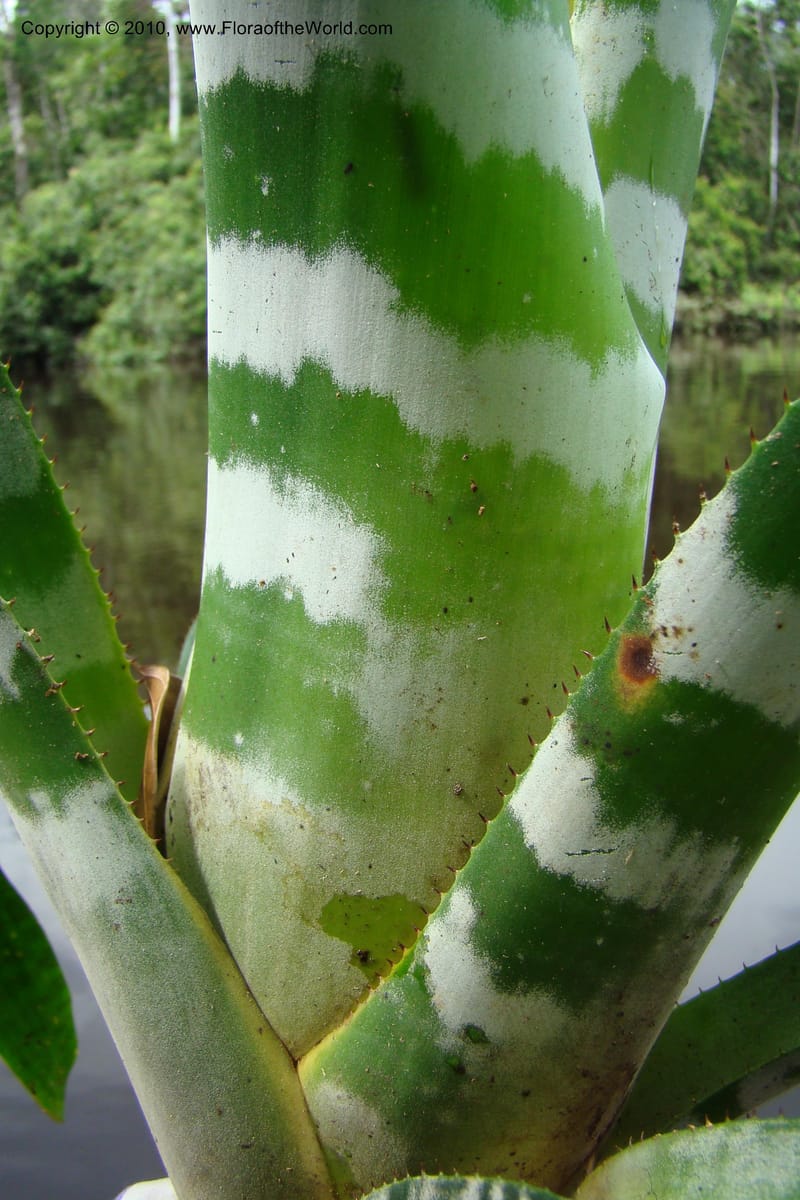 Aechmea, RVasquez34772--Peru. Loreto. Dist. Nauta. Qbda Nawapa, Rio Tigre. 11 Nov 08. 584.jpg