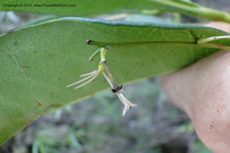 Cleidion, J. Munzinger 65 81--New Caledonia. Mine St. Louis Boulinda. 18 Feb 2011. 116 (12).jpg