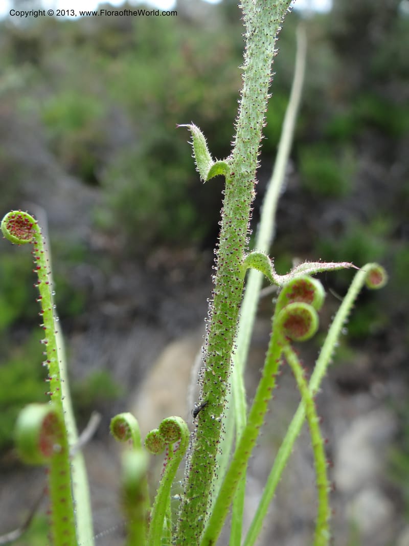 Drosophyllum lusitanicum, Davidson, C 12167--Spain. Andalucia. Parque Natural Alcornocales. 28 May 2013. DSC05381 (36).JPG