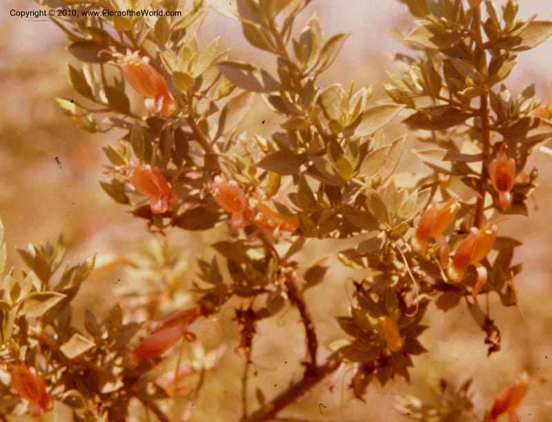 Eremophila descipiens--CA. Los Angeles St and County Arbor. Apr 77. 001.jpg