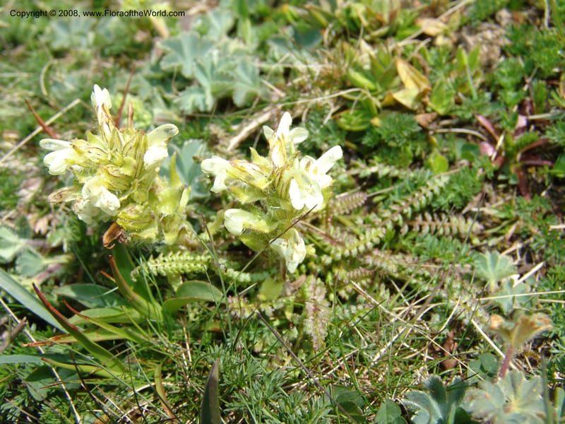 Pedicularis armena--Georgia. Vic. of Tskhrats'karo Pass. 7 Jun 05. 147.jpg