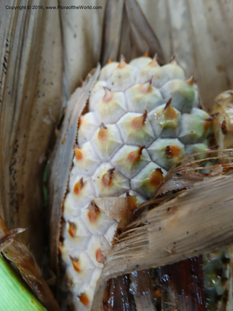 Pandanus occultus, Callmander, M 1184--Sabah. G. Silam. 1 Oct 2014. DSC00937 (34).JPG