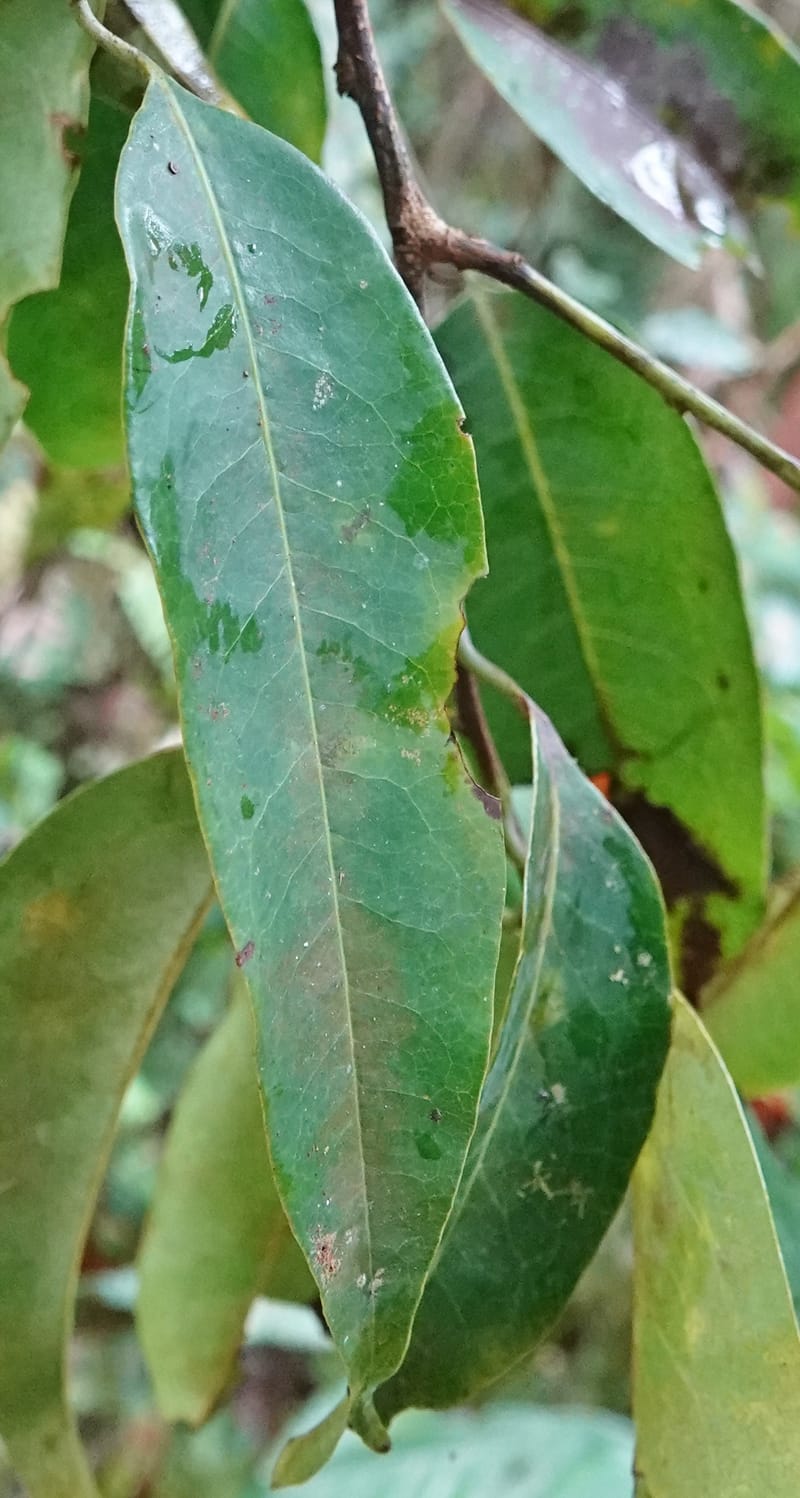 Staudtia gabonensis, C. Davidson 13939--Gabon. Maurel & Prom Oil Rd. 2 Nov. 2018. DSC01376 (271).JPG