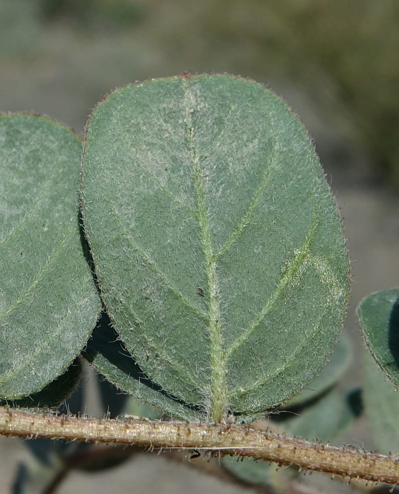 Poissonia heterantha, Fortunato 13088--Argentina. Hwy 150 W of Jachal. 5 Feb 2018. DSC08346 (56).JPG