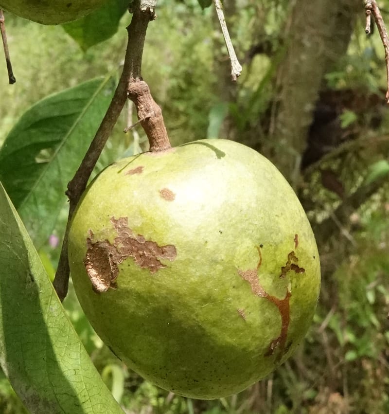 Irvingia gabonensis, C. Davidson 13929--Gabon. Missome Village. 31 Oct 2018. DSC00817 (139).JPG