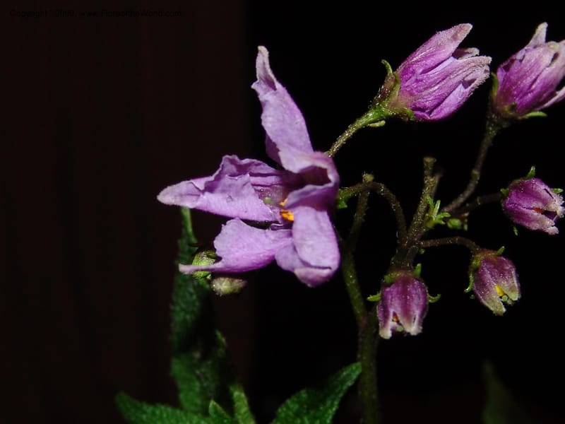 Solanum, Croat94724--Ecuador. Prov. Carchi. Rd Tulcan to El Chical. 16 Feb 05.  287.jpg
