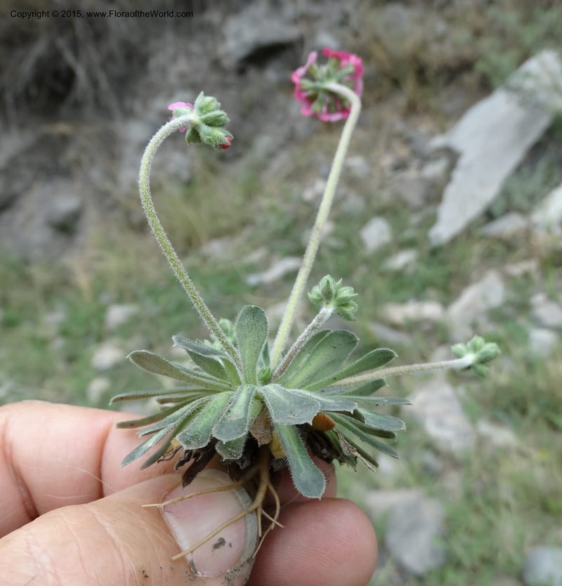 Androsace integra, Boufford, D 43599--China. Sichuan. Yonghe Village. 6 May 2014. DSC04110 (25).JPG
