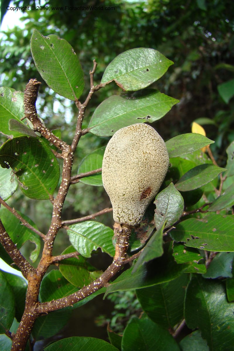 Parinari, RVasquez34859--Peru. Loreto. Dist. Nauta. Qbda Nawapa, Rio Tigre. 11 Nov 08. 813.jpg