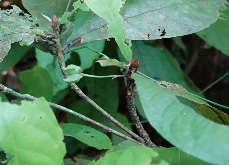 Poggea alata, C. Davidson 13956--Gabon. Arb. Sibang. 5 Nov. 2018. DSC02235 (67).JPG