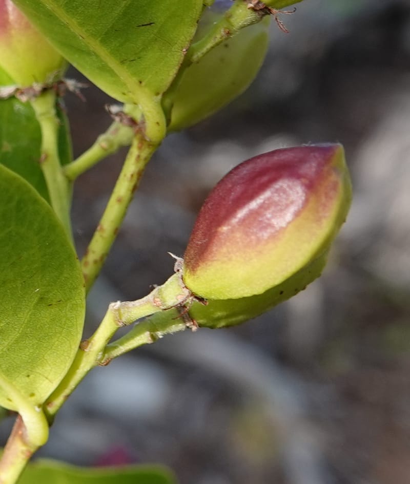 Chrysobalanus icaco--Belize. Belize Distr. Ambergris Caye. Secret Beach. 13 Jun 2019. DSC09714 (705).JPG