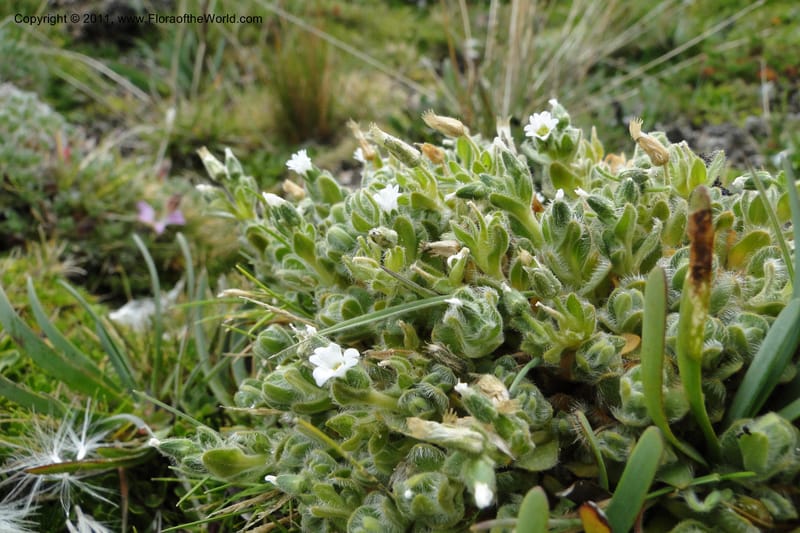 Cerastium, Ulloa 2014--Ecuador. Napo. Volcan Antesana. 2 Jun 2011. 162.jpg