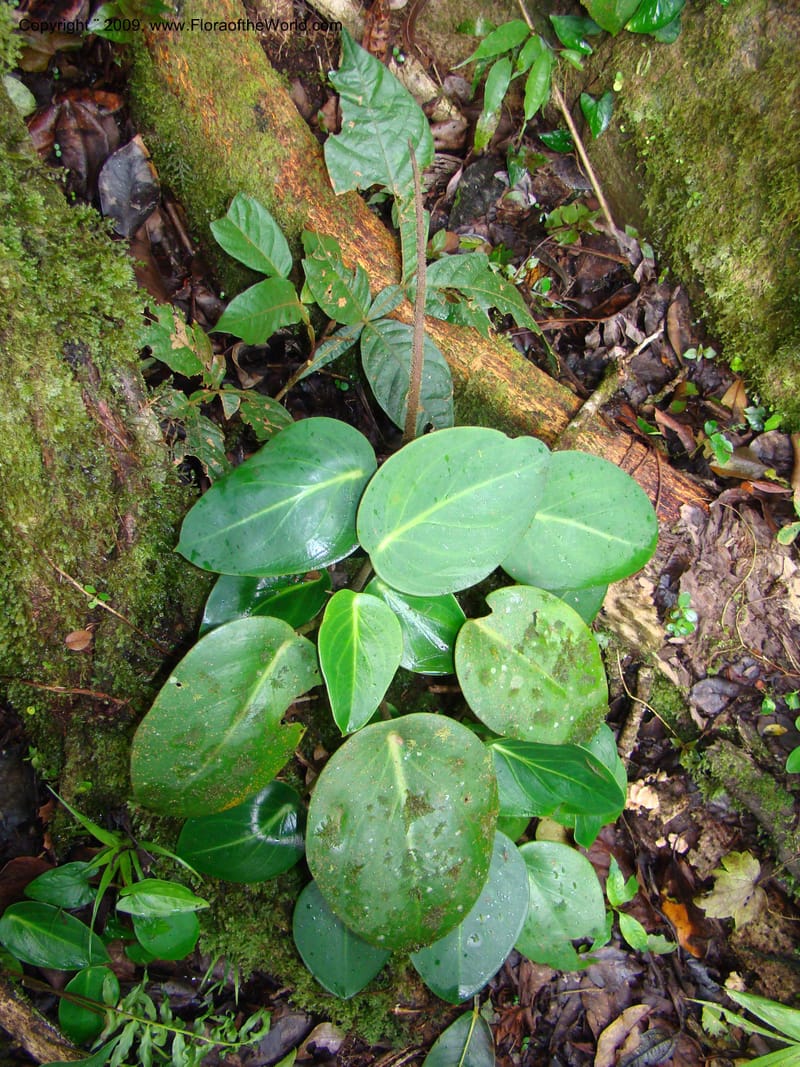 Peperomia hernandifolia, WDStevens27264--Nicaragua. Matagalpa. Cerro Picacho at Selva Negra. 16 Jun 08. 016.jpg