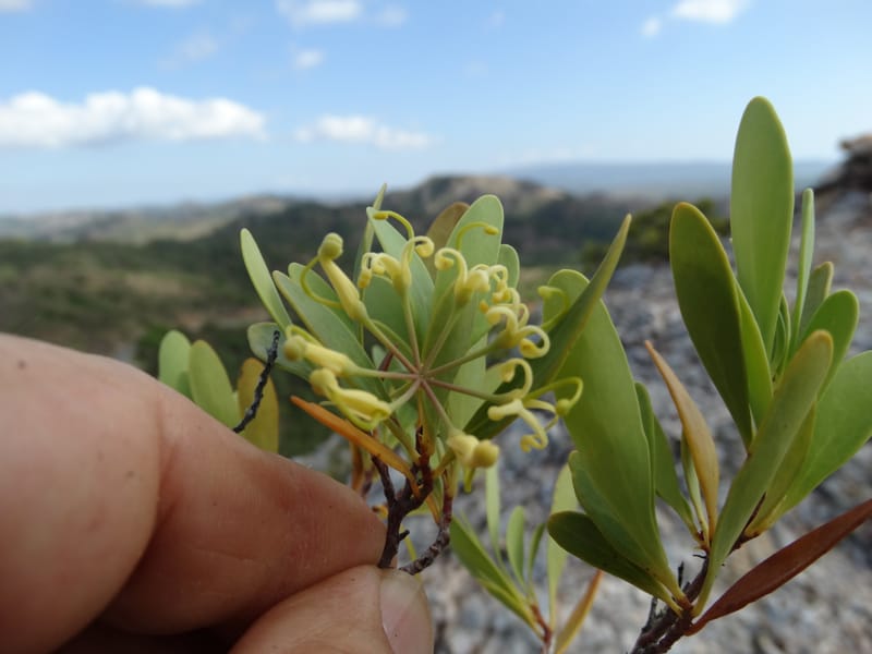 Stenocarpus umbellifer, Callmander, M 1251--New Caledonia. Col d'Arama. 16 Nov 2015. DSC02942 (20).JPG