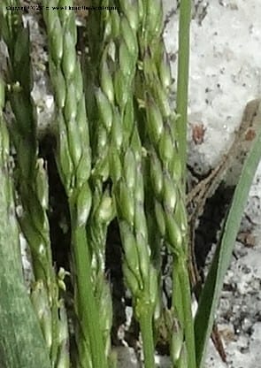 Sporobolus, Davidson, C 12579--Idaho. Valley Co. Lick Cr. Summit. 14 Jul 2014.  (124).JPG