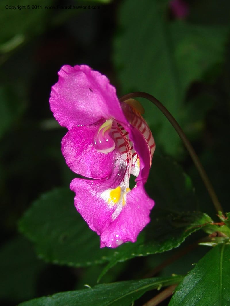 Impatiens, ROR1588--Madag. Parc Nat. Montagne d'Ambre. 11 Nov 06. 174.jpg