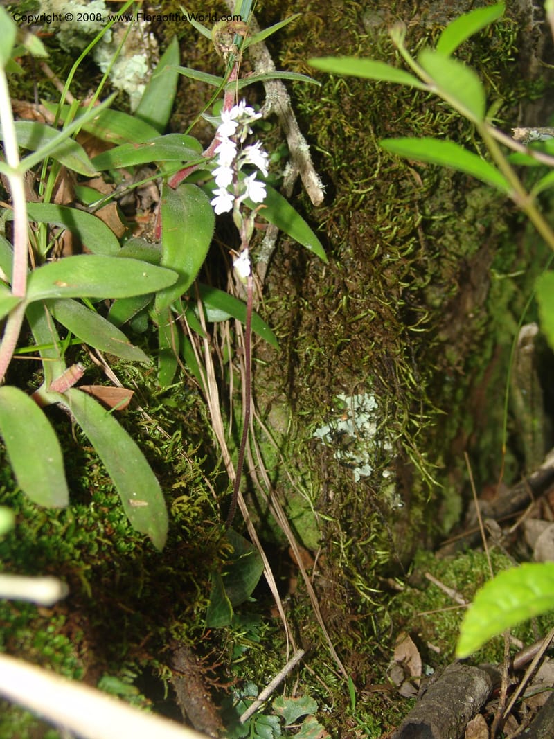 Holothrix holoceras--So.Africa. Mpumal. Buffelskloof Private Nat. Res. 17 Mch 05. 406.jpg