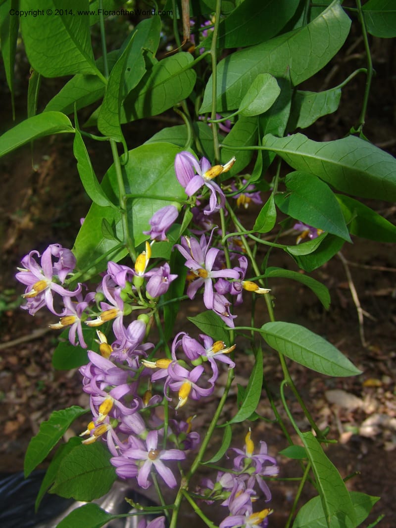 Solanum, Farfan 773--Peru. Edo. Madre de Dios. Quebrada Loboyoc. 21 Oct 05. 248.jpg