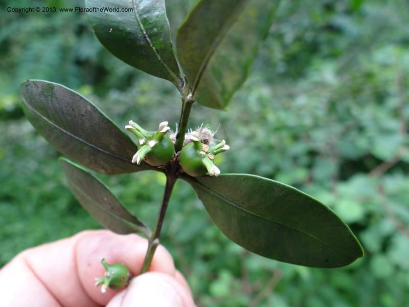 Buxus sinica var. aemulans, Davidson, C 12044--China. Anhui Prov. Huang Shan. 8 Jun 2012. DSC02431 (148).JPG