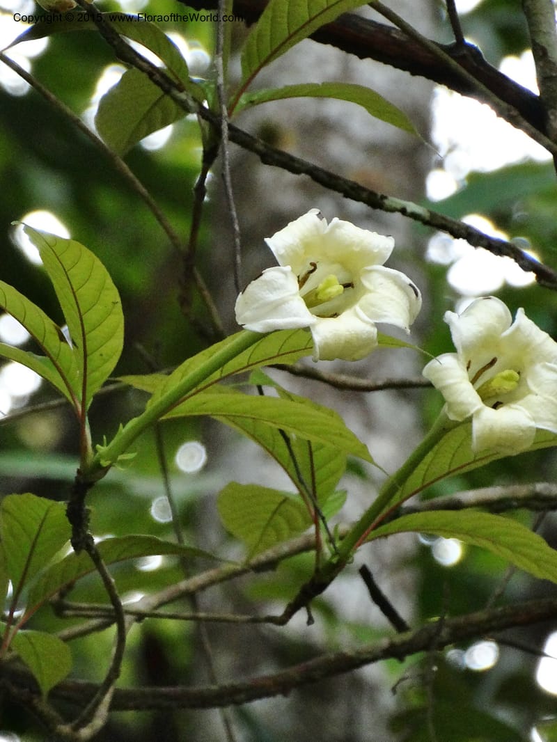 Euclinia longiflora, Davidson, C 12348--Cameroon. Ekondo Titi to Ekondo Nene. 21 Mar 2014. DSC02995 (25).JPG