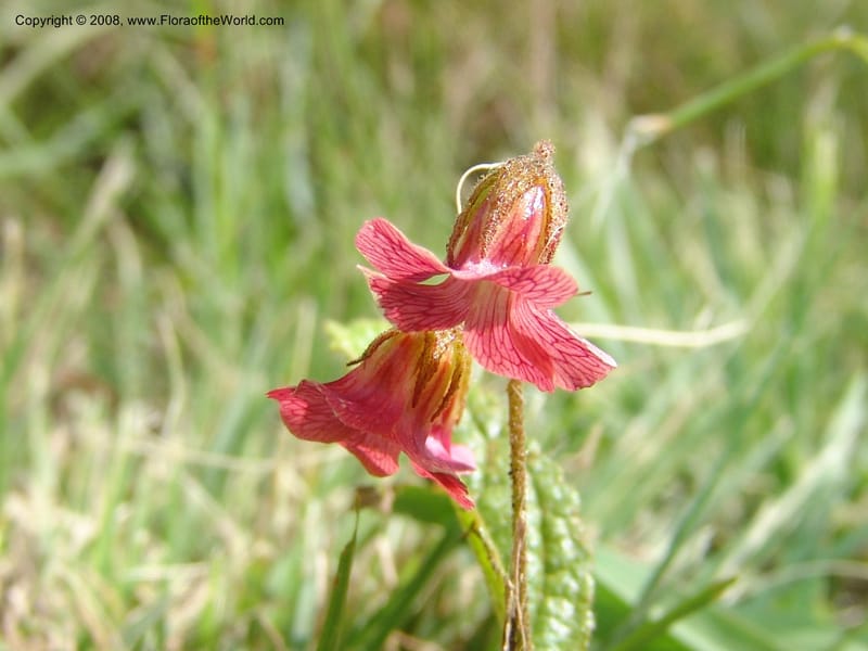 Hermannia woodii--So.Africa. KZN. Midl. Meand. Granny Mouse. 13 Mch 05. 166.jpg