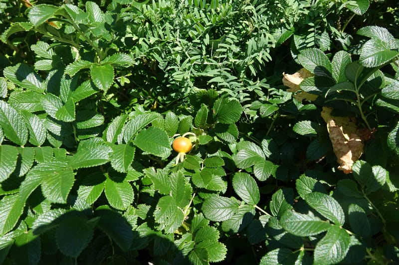 Rosa rugosa--Japan. Hokkaido. White Silver Waterfall. 5 Aug 2016. DSC01313 (11).JPG