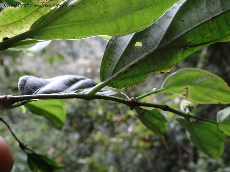 Piper, SAN.153205--Malaysia, Sabah. Mt. Kinabalu. 5 Apr 2012. DSC06767 (222).JPG