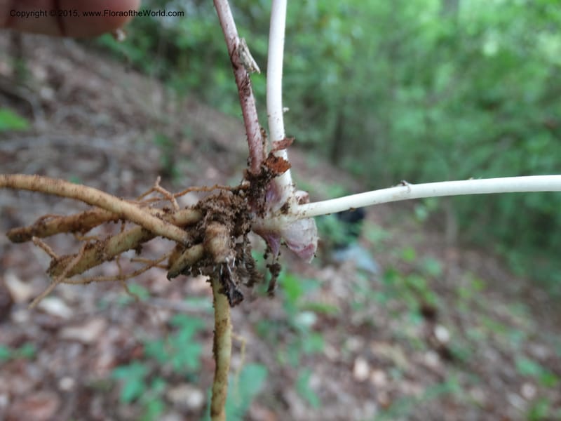 Asarum arifolium, Davidson, C 13035--Georgia. Stephens Co. Panther Cr. 18 May 2015.  (67).JPG