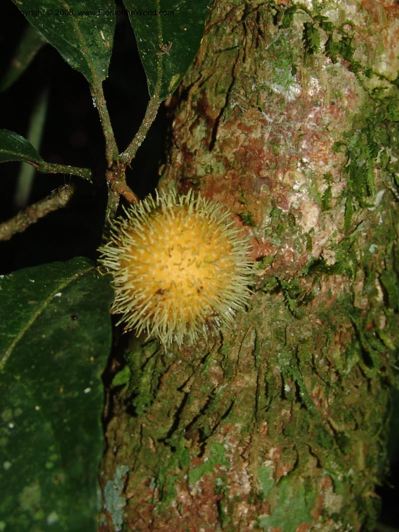 Mayna odorata, AAraujoM1552--Bolivia. Pq. Nac. Madidi. Chalalan. Sendero Wichi. 25 Nov 04. 061.jpg