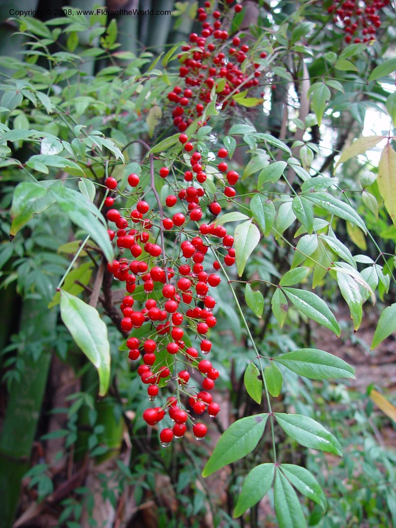 Nandina domestica--CA. UCLA. Mathias Bot. Gard. 13 Feb 03. 077.jpg
