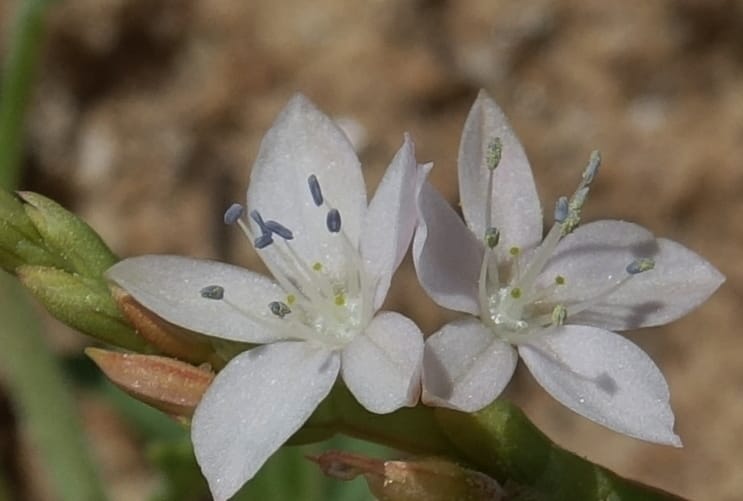 Oxygonum alatum, L. Nanyeni 1143--Namibia. B1 to Rehoboth, Frankie Fredricks St. 15 Mar 2018. DSC00565 (116).JPG