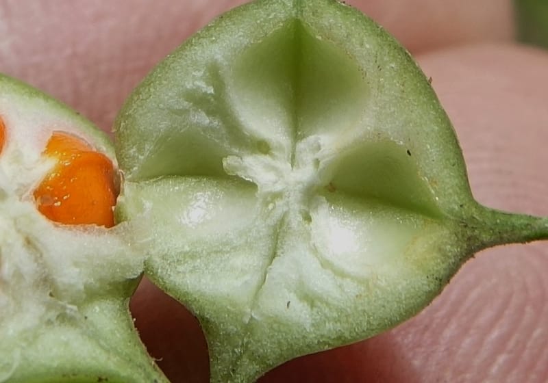 Euonymus sanguineus, D. Boufford 43991--China. Sichuan. Yibailingba-gou. 12 Aug 2017. DSC04660 (426).JPG