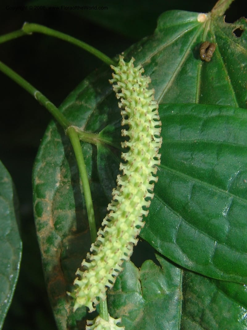 Piper capense--So.Africa. Mpumal. Moodie Mts.  18 Mch 05. 404.jpg