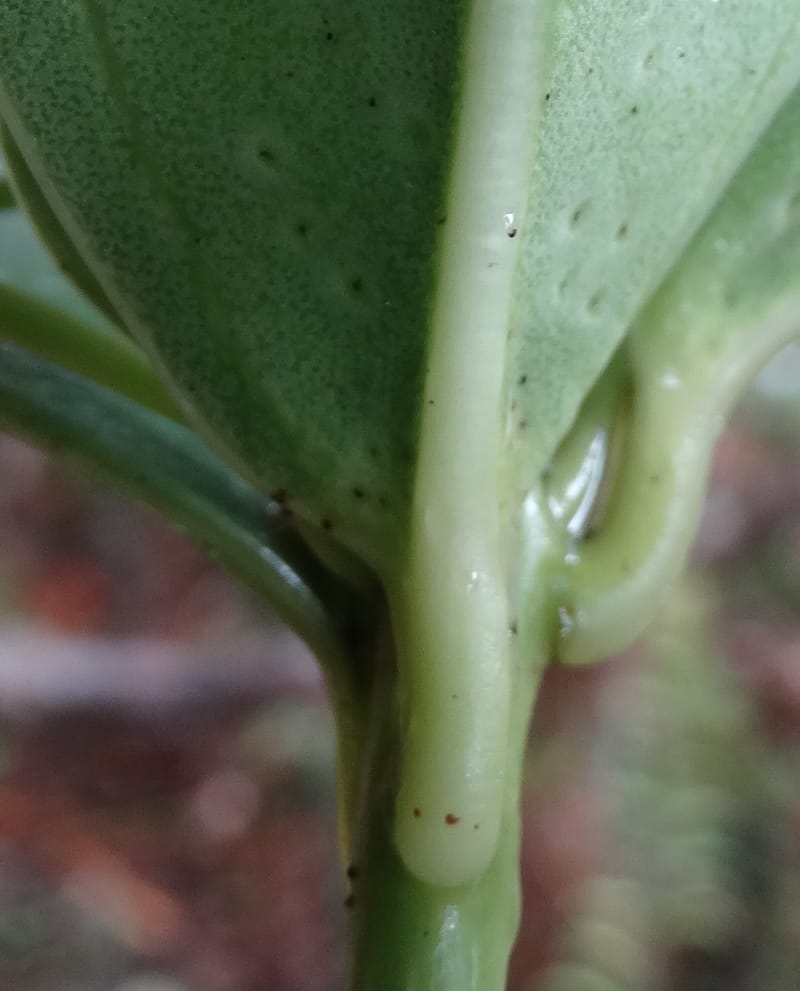 Oxera crassifolia, Munzinger, J 7429--New Caledonia. Mont Humboldt. 14 Nov 2015. DSC02401 (276).JPG
