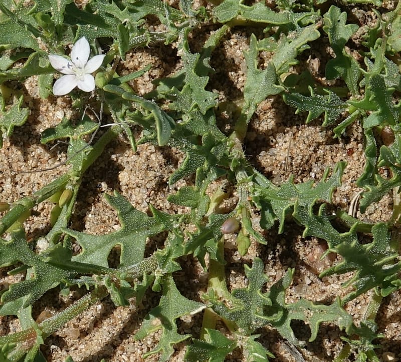 Oxygonum alatum, L. Nanyeni 1143--Namibia. B1 to Rehoboth, Frankie Fredricks St. 15 Mar 2018. DSC00565 (109).JPG
