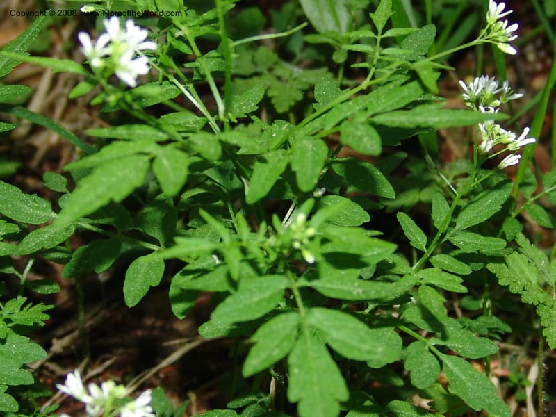 Cardamine pectinata--Georgia. Bakuriani Botanical Garden. Forest. 7 Jun 05. 066.jpg