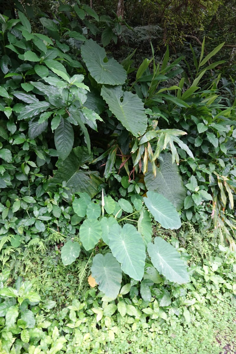 Colocasia formosana, Chung Kuo-Fang 3352--Taiwan. Wulai Distr. Wulai village. Hsing Hsian Trail. 19 May 2016. DSC03046 (212).JPG
