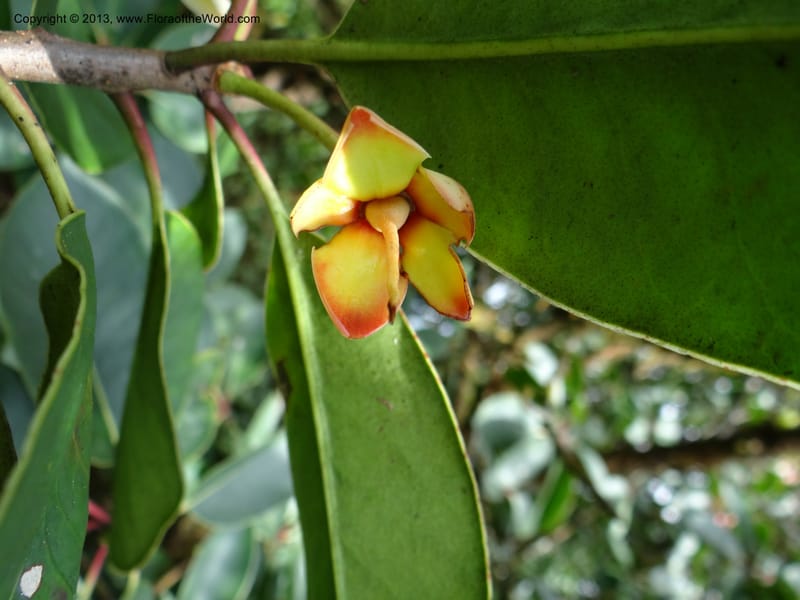 Anneslea fragrans, VC 5499--Thailand. Chiang Mai. Doi Inthanon Nat. Park. 8 Nov 2012. DSC07747 (148).JPG
