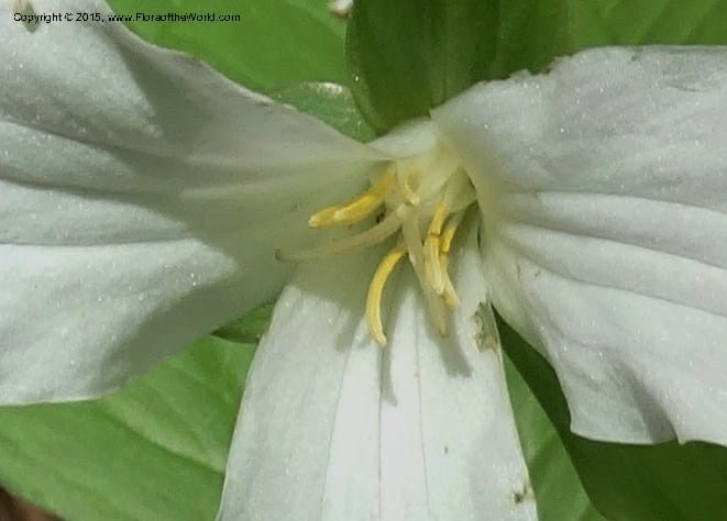 Trillium grandiflorum, Davidson, C 12998--North Carolina. Macon Co. Standing Indian. 14 May 2015. DSC05212 (218).JPG