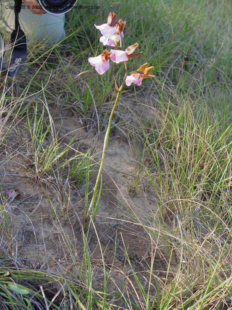 Eulophia cucullata--So. Africa. KwaZuluNatal.  Lake Sibaya Lodge.  30 Sep 03. 011.jpg
