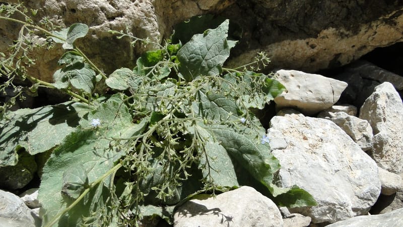 Brunnera orientalis, A. G. Miller 133.7--Iraq. Kurdistan. Shakh-i Pira Magun. Gueza Khan. 11 June 2010. 191 (17).jpg