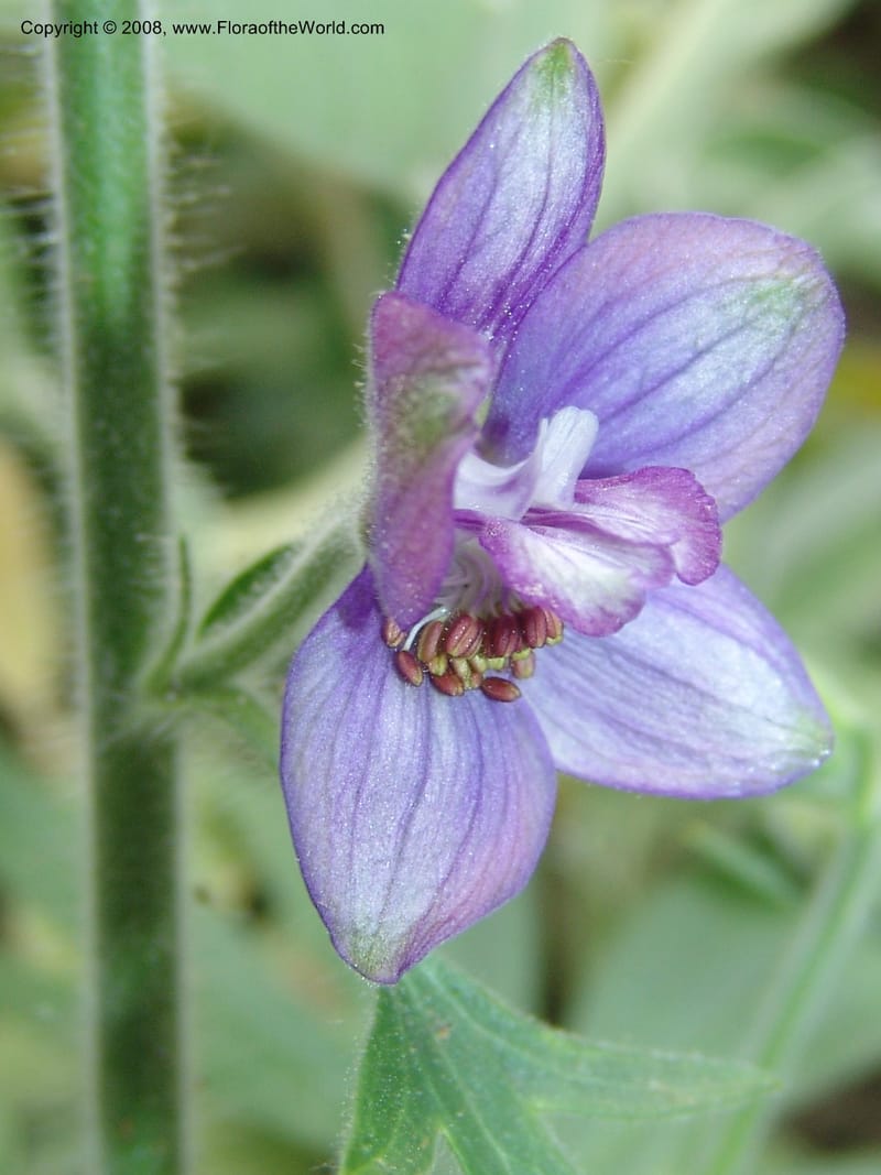 Delphinium staphisagria--Crete. Ep. Kisamos. Sirikari Gorge. 25 May 05. 216.jpg